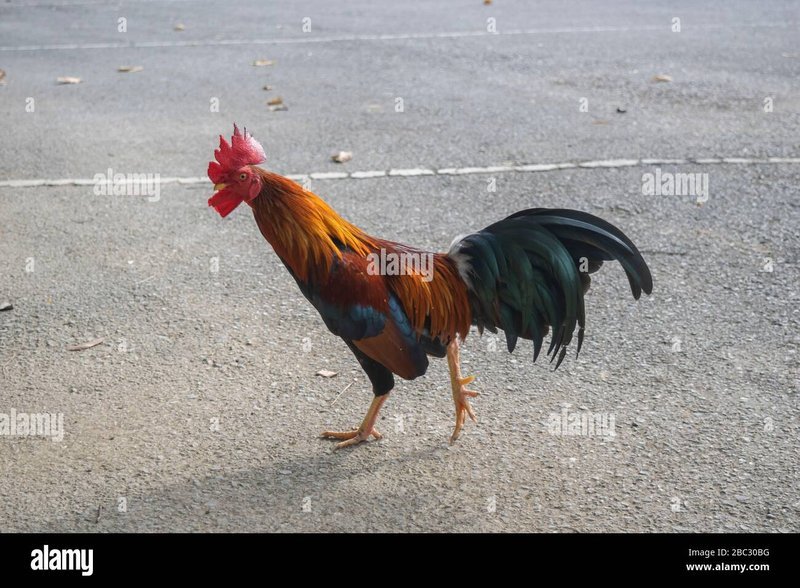 Learn about chicken road demo